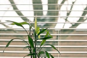 Window blind with plant 