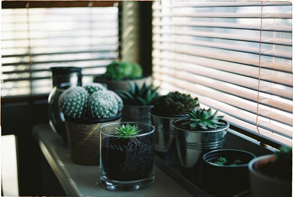 Blinds and Cactus