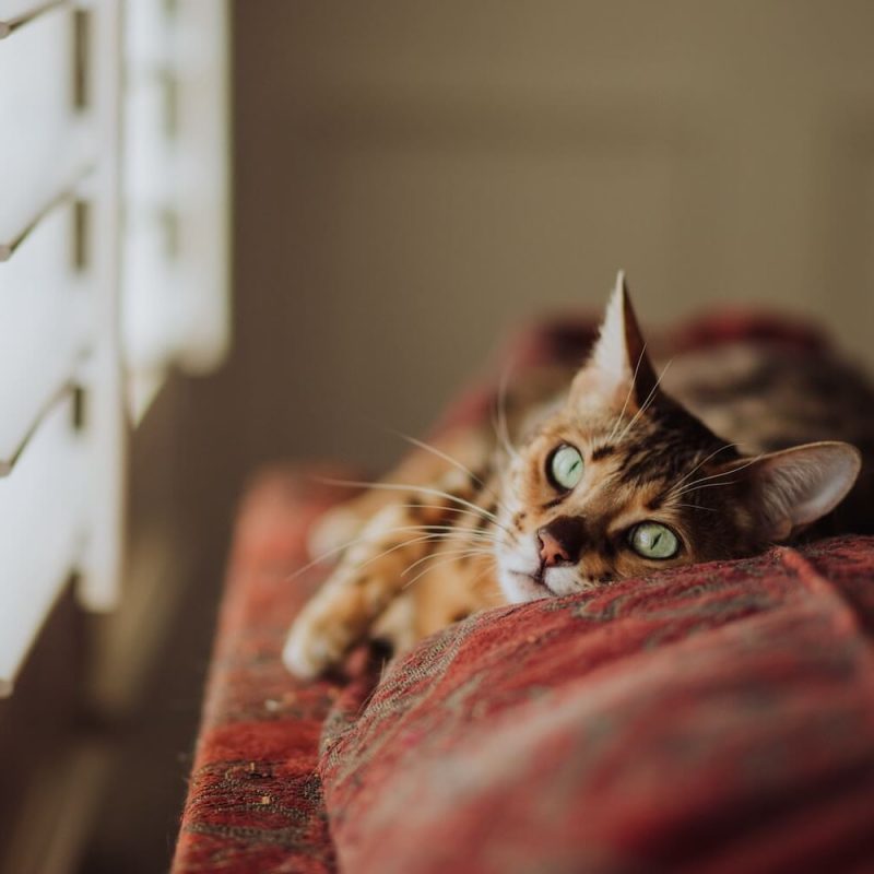 kitty-window